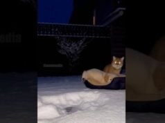 Heartwarming Moments: Cats Rescue Shivering Puppies in the Snow!