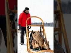 Sled Dogs Help an Injured Deer and Her Fawn in the Wild