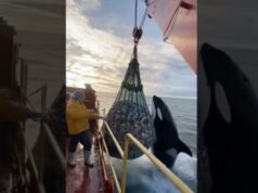 Orca Interacts Cleverly With Fishermen During Their Day at Sea