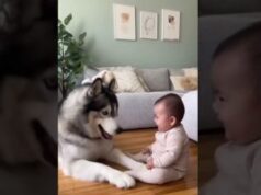 A Baby and a Husky Share a Hilarious Game of Hide and Seek