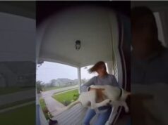 Dog Has a Close Call During a Storm