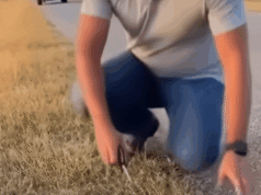 Kind Stranger Frees Tiny Feline from Cruel Roadside Trap