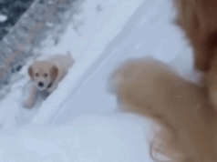 Helpless Mother Dog Gazes Down at Her Stranded Young Puppy