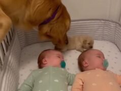The reason this dog leaves his puppy beside two sleeping babies will melt your heart