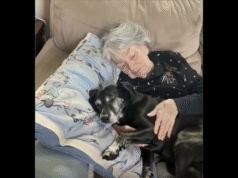 I Took in My Late Grandma’s Dog — Then Found the Secret She Left Hidden Just for Me