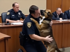 A Soldier Said His Final Goodbye to His Loyal K-9 Partner — Then Everything Changed