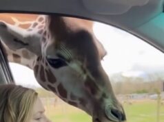 The Saddest Goodbye: Mother Giraffe Leaves Her Baby Behind For a Reason