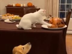 Did the Cat and Dog Team Up to Steal the Entire Thanksgiving Turkey?