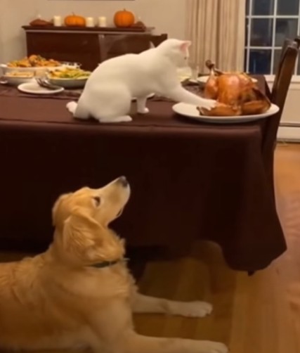 Screenshot-2025-11-24-131244