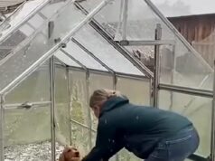 Woman Finds Freezing Dog Hidden in a Greenhouse