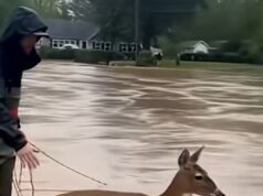 The Flood Was Rising Fast, but This Man Refused to Leave the Deer Behind