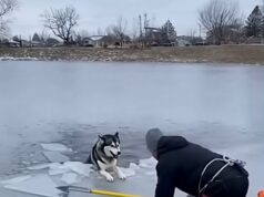 The Husky Was Nearly Freezing Until a Hero Arrived