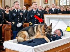 Loyal Military Dog Refuses to Leave His Fallen Soldier’s Side — A Heartfelt Story of Loyalty and Love