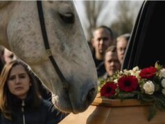 A Horse Approaches a Coffin at a Funeral — And What Happened Next Left Everyone in Tears