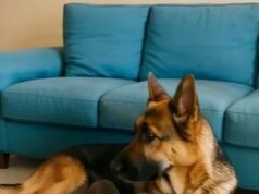 A man rescued a pregnant German Shepherd — but what happened in the delivery room left the entire vet team speechless