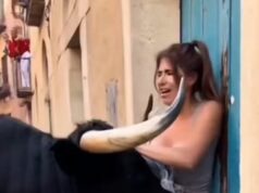 The Bull Surprised Them All by Freezing in Front of Her