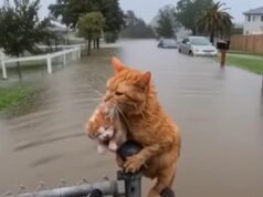 He Went Out to Check the Flood, and Found This Instead