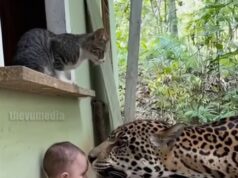 Protective Cat Jumps Into Action When a Baby Needs Help