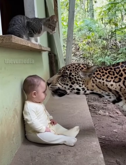 cat-saves-baby-from-jaguar-tiger