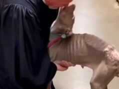 Watch What Happens When a Stern Judge Meets the Dog He Just Helped Rescue