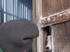 Heartwarming Border Collie Winter Rescue Story