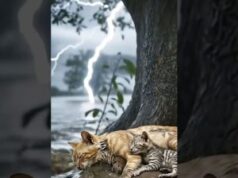 Young Hero Saves Cat!