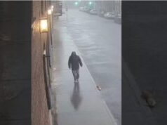 A Small Act of Kindness Helps a Stray Cat