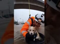 Dog Gently Helped to Safety During City Flood