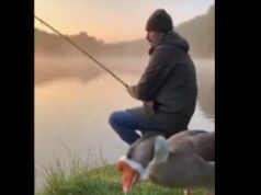 A Sneaky Goose Interrupts a Peaceful Fishing Trip