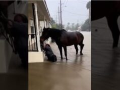 Calm and Quick Action: Horse Assists a Woman in Need