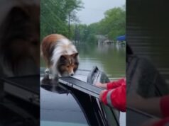 A Brave Collie Waits for Help on a Water-Covered Car Roof