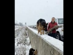 Kind Stranger Helps a Dog and Puppy in Need!