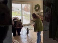 Bear, Look What You’ve Done… You Melted Everyone’s Hearts