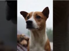 A mother dog saves her puppies from a heavy downpour