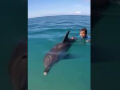 Wild Dolphin Helps Bring a Child to Safety in the Water