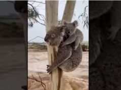 Touching Moment: Koala Extends Its Paw to a Rescuer