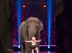 Spectacular Baby and Her Fantastic Elephant