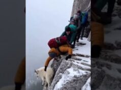 Baby Goat Cliff Rescue