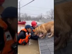 Golden Retriever Found Standing in Rising Floodwaters