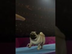 Impressive dance by some puppies