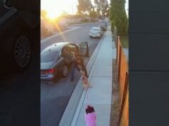 Brave Dog Protects Little Girl from Danger… CCTV Captures the Moment