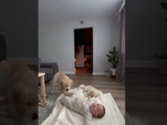 Smart Puppy Saves the Baby Just in Time!