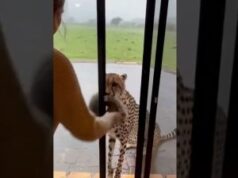Mother Cheetah and Newborn Cub Rescued from Rain