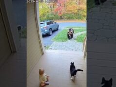 Brave Cat Protects Baby When a Bear Gets Too Close