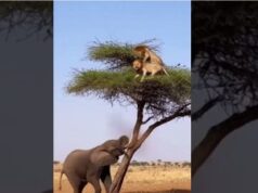 Elephant vs Lions on a Tree!