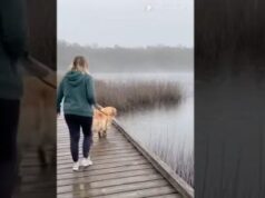 Alligator Shows Up Near a Dog on a Waterfront Path