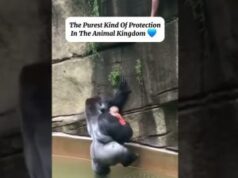 A moment that reveals the breathtaking emotional depth of these magnificent animals.