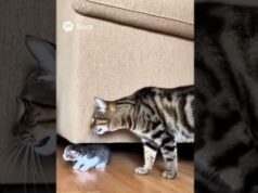 THIS IS A MOTHER! The cat’s surprising action