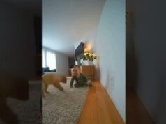 A Puppy Reacts Quickly When a Baby Is Nearby a Spark
