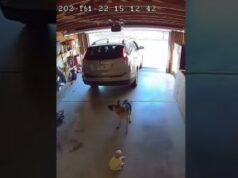 German Shepherd Saves Baby From Moving Car in Garage